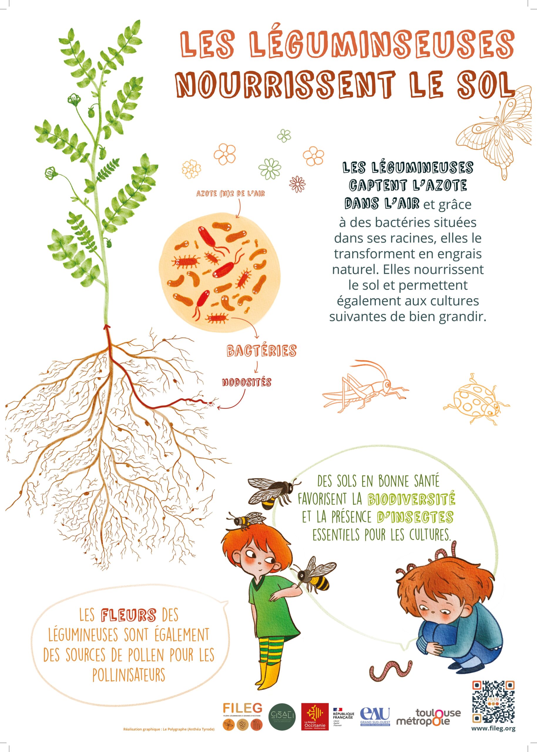 Les légumineuses nourissent le sol